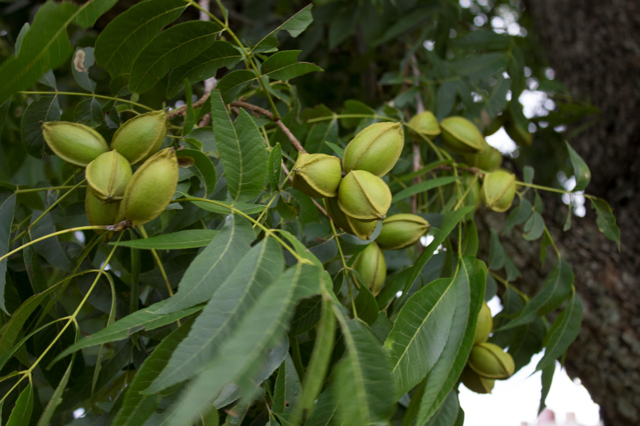 A good crop of nuts
